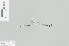  (Drepanosticta zhoui - RMNH.INS.508567)  @13 [ ] CreativeCommons - Attribution Non-Commercial Share-Alike (2013) Unspecified Naturalis Biodiversity Center