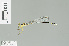  (Sinosticta - RMNH.INS.508568)  @13 [ ] CreativeCommons - Attribution Non-Commercial Share-Alike (2013) Unspecified Naturalis Biodiversity Center