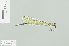  (Caliphaea consimilis - RMNH.INS.508603)  @14 [ ] CreativeCommons - Attribution Non-Commercial Share-Alike (2013) Unspecified Naturalis Biodiversity Center