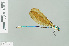  (Vestalaria velata - RMNH.INS.508614)  @14 [ ] CreativeCommons - Attribution Non-Commercial Share-Alike (2013) Unspecified Naturalis Biodiversity Center
