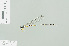  (Drepanosticta brownelli - RMNH.INS.508654)  @14 [ ] CreativeCommons - Attribution Non-Commercial Share-Alike (2013) Unspecified Naturalis Biodiversity Center