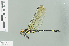  ( - RMNH.INS.508661)  @14 [ ] CreativeCommons - Attribution Non-Commercial Share-Alike (2013) Unspecified Naturalis Biodiversity Center