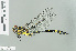  (Gomphidia kruegeri - RMNH.INS.508693)  @14 [ ] CreativeCommons - Attribution Non-Commercial Share-Alike (2013) Unspecified Naturalis Biodiversity Center
