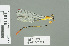  ( - RMNH.INS.508829)  @12 [ ] CreativeCommons - Attribution Non-Commercial Share-Alike (2013) Unspecified Naturalis Biodiversity Center