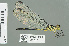  ( - RMNH.INS.508848)  @13 [ ] CreativeCommons - Attribution Non-Commercial Share-Alike (2013) Unspecified Naturalis Biodiversity Center