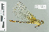  ( - RMNH.INS.508850)  @13 [ ] CreativeCommons - Attribution Non-Commercial Share-Alike (2013) Unspecified Naturalis Biodiversity Center