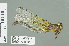  (Cornigomphus - RMNH.INS.508852)  @14 [ ] CreativeCommons - Attribution Non-Commercial Share-Alike (2013) Unspecified Naturalis Biodiversity Center