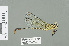  ( - RMNH.INS.508880)  @13 [ ] CreativeCommons - Attribution Non-Commercial Share-Alike (2013) Unspecified Naturalis Biodiversity Center