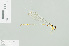  ( - RMNH.INS.509170)  @11 [ ] CreativeCommons - Attribution Non-Commercial Share-Alike (2013) Unspecified Naturalis Biodiversity Center
