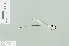  ( - RMNH.INS.509176)  @12 [ ] CreativeCommons - Attribution Non-Commercial Share-Alike (2013) Unspecified Naturalis Biodiversity Center