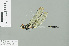  (Burmagomphus divaricatus - RMNH.INS.509208)  @14 [ ] CreativeCommons - Attribution Non-Commercial Share-Alike (2013) Unspecified Naturalis Biodiversity Center