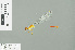  (Ceriagrion malaisei - RMNH.INS.509213)  @12 [ ] CreativeCommons - Attribution Non-Commercial Share-Alike (2013) Unspecified Naturalis Biodiversity Center
