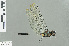  (Zygonyx iris malayanus - RMNH.INS.509253)  @12 [ ] CreativeCommons - Attribution Non-Commercial Share-Alike (2013) Unspecified Naturalis Biodiversity Center
