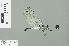  ( - RMNH.INS.509277)  @12 [ ] CreativeCommons - Attribution Non-Commercial Share-Alike (2013) Unspecified Naturalis Biodiversity Center