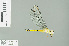  ( - RMNH.INS.509332)  @12 [ ] CreativeCommons - Attribution Non-Commercial Share-Alike (2013) Unspecified Naturalis Biodiversity Center