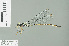  ( - RMNH.INS.509334)  @14 [ ] CreativeCommons - Attribution Non-Commercial Share-Alike (2013) Unspecified Naturalis Biodiversity Center