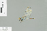  ( - RMNH.INS.509363)  @13 [ ] CreativeCommons - Attribution Non-Commercial Share-Alike (2013) Unspecified Naturalis Biodiversity Center