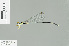  (Pericnemis sp_cf_lestoides - RMNH.INS.509370)  @13 [ ] CreativeCommons - Attribution Non-Commercial Share-Alike (2013) Unspecified Naturalis Biodiversity Center