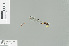  (Drepanosticta mylitta - RMNH.INS.509374)  @12 [ ] CreativeCommons - Attribution Non-Commercial Share-Alike (2013) Unspecified Naturalis Biodiversity Center