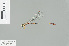  (Drepanosticta lymetta - RMNH.INS.509423)  @13 [ ] CreativeCommons - Attribution Non-Commercial Share-Alike (2013) Unspecified Naturalis Biodiversity Center