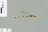  (Drepanosticta megametta - RMNH.INS.509426)  @13 [ ] CreativeCommons - Attribution Non-Commercial Share-Alike (2013) Unspecified Naturalis Biodiversity Center