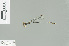  (Drepanosticta centrosaurus - RMNH.INS.509454)  @12 [ ] CreativeCommons - Attribution Non-Commercial Share-Alike (2013) Unspecified Naturalis Biodiversity Center