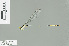  (Pericnemis sp_1 - RMNH.INS.509455)  @13 [ ] CreativeCommons - Attribution Non-Commercial Share-Alike (2013) Unspecified Naturalis Biodiversity Center