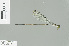  ( - RMNH.INS.509470)  @14 [ ] CreativeCommons - Attribution Non-Commercial Share-Alike (2013) Unspecified Naturalis Biodiversity Center