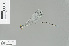  (Teinobasis samaritis - RMNH.INS.509520)  @13 [ ] CreativeCommons - Attribution Non-Commercial Share-Alike (2013) Unspecified Naturalis Biodiversity Center