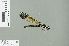  ( - RMNH.INS.509564)  @14 [ ] CreativeCommons - Attribution Non-Commercial Share-Alike (2013) Unspecified Naturalis Biodiversity Center