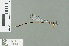  (Drepanosticta ceratophora - RMNH.INS.509584)  @14 [ ] CreativeCommons - Attribution Non-Commercial Share-Alike (2013) Unspecified Naturalis Biodiversity Center