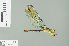  ( - RMNH.INS.509595)  @12 [ ] CreativeCommons - Attribution Non-Commercial Share-Alike (2013) Unspecified Naturalis Biodiversity Center