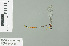  (Drepanosticta sp_cf_crenitis - RMNH.INS.509688)  @12 [ ] CreativeCommons - Attribution Non-Commercial Share-Alike (2013) Unspecified Naturalis Biodiversity Center