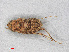  ( - RMNH.INS.509697)  @14 [ ] CreativeCommons - Attribution Non-Commercial Share-Alike (2013) Unspecified Naturalis Biodiversity Center