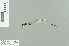  (Drepanosticta ephippiata - RMNH.INS.509699)  @14 [ ] CreativeCommons - Attribution Non-Commercial Share-Alike (2013) Unspecified Naturalis Biodiversity Center