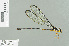  ( - RMNH.INS.509702)  @14 [ ] CreativeCommons - Attribution Non-Commercial Share-Alike (2013) Unspecified Naturalis Biodiversity Center