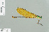  ( - RMNH.INS.509704)  @14 [ ] CreativeCommons - Attribution Non-Commercial Share-Alike (2013) Unspecified Naturalis Biodiversity Center