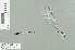  (Teinobasis sp_1 - RMNH.INS.509711)  @13 [ ] CreativeCommons - Attribution Non-Commercial Share-Alike (2013) Unspecified Naturalis Biodiversity Center