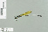  (Nososticta flavipennis - RMNH.INS.509758)  @13 [ ] CreativeCommons - Attribution Non-Commercial Share-Alike (2013) Unspecified Naturalis Biodiversity Center
