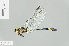  (Diastatomma multilineatum - RMNH.INS.554362)  @13 [ ] CreativeCommons - Attribution Non-Commercial Share-Alike (2013) Unspecified Naturalis Biodiversity Center