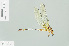  ( - RMNH.INS.554478)  @13 [ ] CreativeCommons - Attribution Non-Commercial Share-Alike (2013) Unspecified Naturalis Biodiversity Center