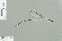  (Teinobasis sp_4 - RMNH.INS.557584)  @13 [ ] CreativeCommons - Attribution Non-Commercial Share-Alike (2013) Unspecified Naturalis Biodiversity Center