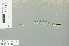  (Telosticta santubong - RMNH.INS.557619)  @13 [ ] CreativeCommons - Attribution Non-Commercial Share-Alike (2013) Unspecified Naturalis Biodiversity Center