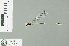  (Drepanosticta dentifera - RMNH.INS.557620)  @13 [ ] CreativeCommons - Attribution Non-Commercial Share-Alike (2013) Unspecified Naturalis Biodiversity Center