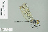  ( - RMNH.INS.557638)  @13 [ ] CreativeCommons - Attribution Non-Commercial Share-Alike (2013) Unspecified Naturalis Biodiversity Center