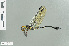  ( - RMNH.INS.557650)  @11 [ ] CreativeCommons - Attribution Non-Commercial Share-Alike (2013) Unspecified Naturalis Biodiversity Center