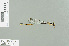 (Drepanosticta sbong - RMNH.INS.557706)  @11 [ ] CreativeCommons - Attribution Non-Commercial Share-Alike (2013) Unspecified Naturalis Biodiversity Center