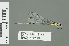  ( - RMNH.INS.559446)  @13 [ ] CreativeCommons - Attribution Non-Commercial Share-Alike (2013) Unspecified Naturalis Biodiversity Center