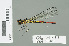  ( - RMNH.INS.559487)  @14 [ ] CreativeCommons - Attribution Non-Commercial Share-Alike (2013) Unspecified Naturalis Biodiversity Center