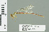  ( - RMNH.INS.559563)  @13 [ ] CreativeCommons - Attribution Non-Commercial Share-Alike (2013) Unspecified Naturalis Biodiversity Center